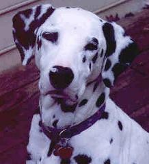 Baxter with a flower on his nose